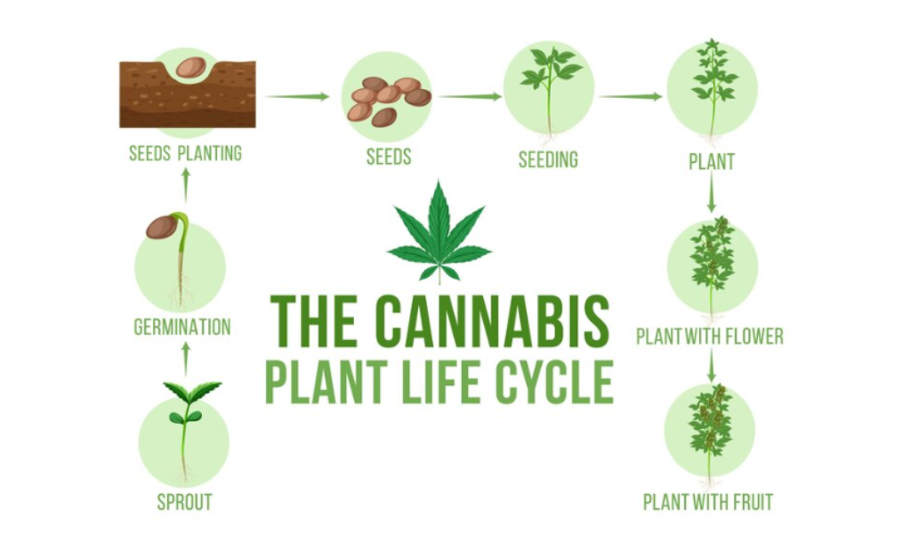 cannabis calicum deficiency symptoms